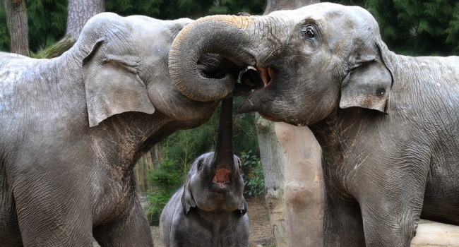 three elephants rubbing trunks